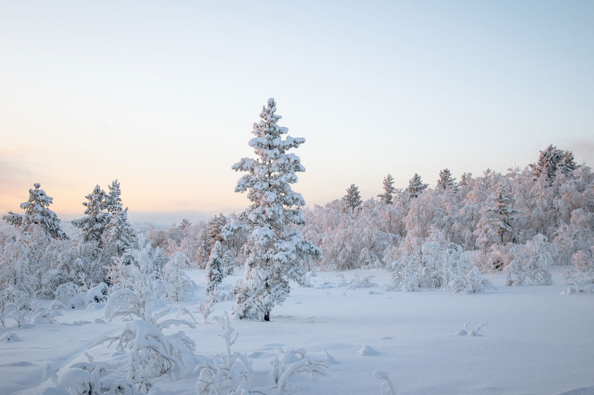 Lumisessa metsämaisemassa kuusia ja pensaita, valkoinen hanki peittää maan, taustalla vaalea talvitaivas.