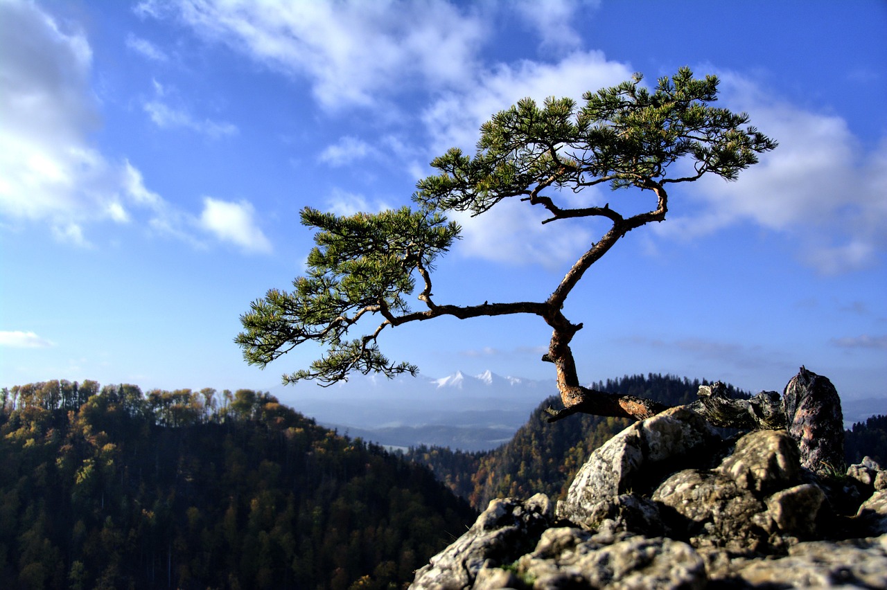 Pieniny National park on suosittu vaelluskohde Puolassa. Yksinäinen mänty kohoaa kivien päällä, taustalla metsä ja kaukainen lumihuippuinen vuori sinisellä taivaalla.