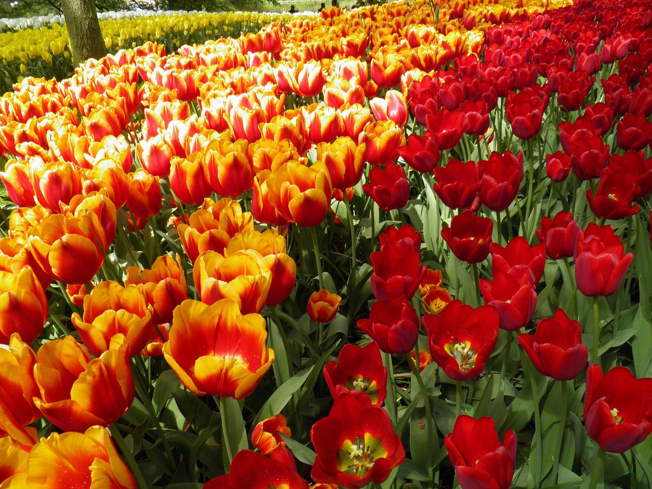 Hollanti on kuuluisa tulppaaneistaan. Joka kevät Keukenhofiin puutarhassa vierailee yli miljoona ihmistä ihailemassa tulppaanien väriloistoa. Keltaisia, oransseja ja punaisia tulppaaneja tiheässä kukkapenkissä, taustalla puita ja vihreää nurmikkoa.